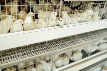 adult white quail in an aviary eating food and drinking water on a poultry farm © Evgeniy Kalinovskiy