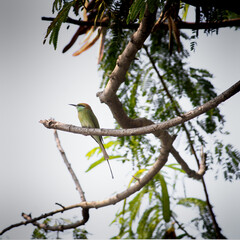 Asian bee eater bird on tree branch in jungle. Beautiful wall hanging of bird. Background for seasonal greetings