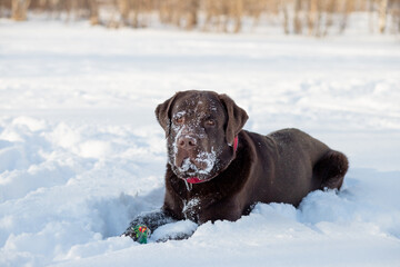 Portrait of a Chocolate labrador retriever dog sitting in the snow.Lovable, pretty dog of brown...