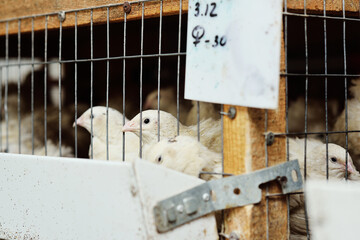 adult white quail in an aviary eating food and drinking water on a poultry farm © Evgeniy Kalinovskiy