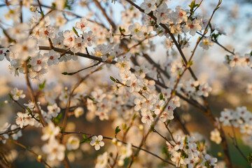 white apple blossoms in german spring at sunset
