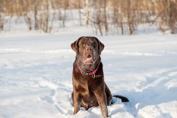 Portrait of a Chocolate labrador retriever dog sitting in the snow.Lovable, pretty dog of brown color. Close-up, outdoor. Day light. Concept of care, education, obedience training, raising pets