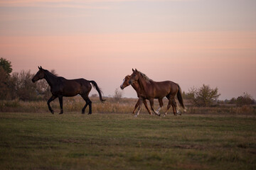 Group of horses are running across the field. Horse in the pasture. Foal among horses. Evening,...