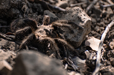 araña pollito caminando en el bosque