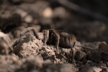 araña pollito caminando en el bosque