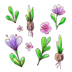 Watercolor set of leaves and flowers. Spring plants for design.