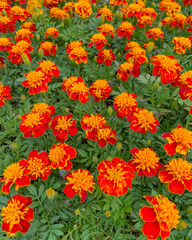 French Marigold (Dwarf) flowers in bloom, close up view of a beautiful flowers, daisy family
