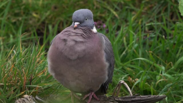 A wood pigeon (Columba palumbus)  sittig in a grass field