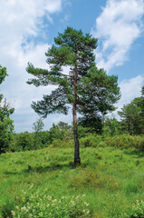 Pinus sylvestris, variety of pine