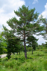Obraz premium Pinus sylvestris, variety of pine