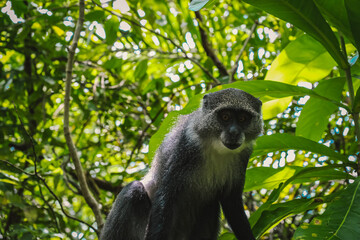 The monkey, one of the rarest primates in Africa and found only on Zanzibar's main island, had seen its population decline to less than 2,000 individuals in the 1990s. But thanks to the establishment 