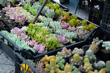 Houseleek plant and cactus in flower pots in plastic baskets at the flower market.