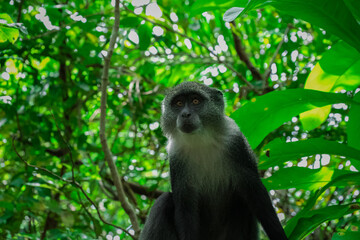 The monkey, one of the rarest primates in Africa and found only on Zanzibar's main island, had seen...