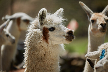 Obraz premium Alpaca