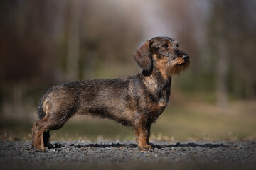 Dachshund (Wire Haired) standard dog, Breed Standard