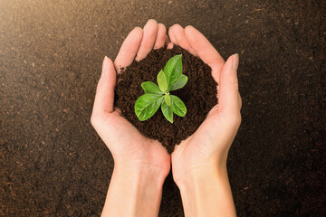 young sprout in female hands, top view, care concept
