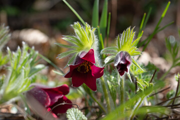 Die Gewöhnliche Küchenschelle auch Kuhschelle, Pulsatilla vulgaris wächst als ausdauernde, krautige Pflanze, die während der Blütezeit im März/April Wuchshöhen von bis zu 15 Zentimetern erreicht.