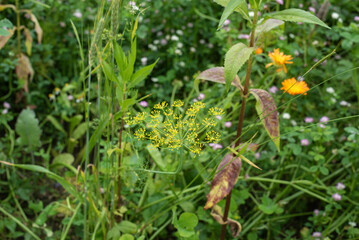 a yellow fennel flower in a meadow