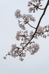 春の桜の開花、透き通るような桜の花びら
