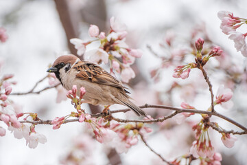 春の桜の開花、透き通るような桜の花びらと野鳥