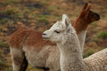 Alpaca