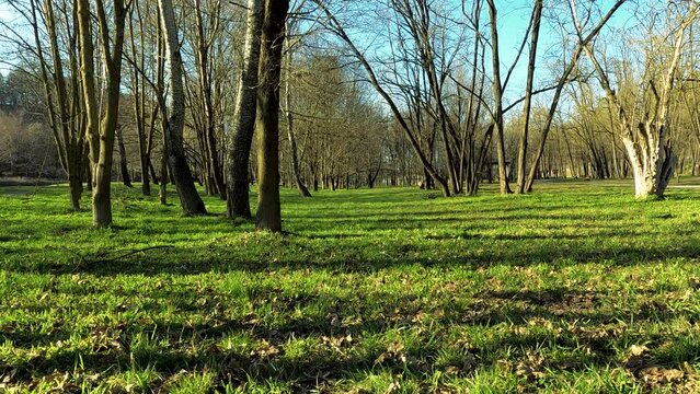 Landscape in the Woods