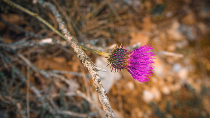 Thistle - Carduus is a genus of plants that belong to the Asteraceae family