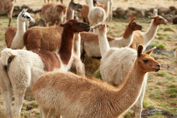 Llamas