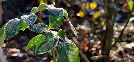 Green rose leaves covered with frost in the sun, close-up