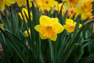 Narciso 1