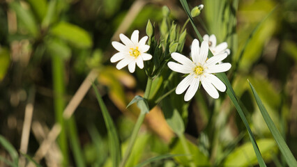 Close-up of white flowers, called Stellaria, in nature, in early spring