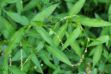 Persicaria hydropiper grows in the wild