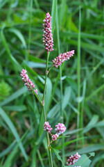 Persicaria maculosa grows in the wild