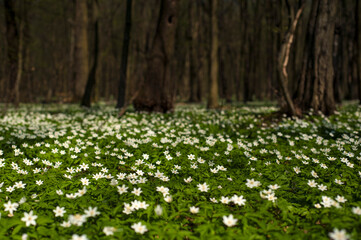Anemone nemorosa flower in the forest in the sunny day. Wood anemone, windflower, thimbleweed.