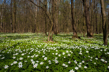 Anemone nemorosa flower in the forest in the sunny day. Wood anemone, windflower, thimbleweed.