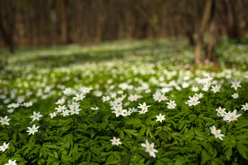 Anemone nemorosa flower in the forest in the sunny day. Wood anemone, windflower, thimbleweed.