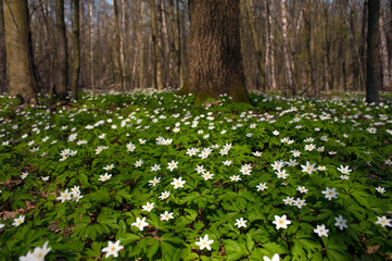 Anemone nemorosa flower in the forest in the sunny day. Wood anemone, windflower, thimbleweed.