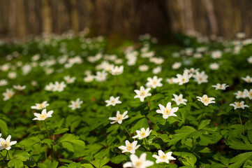 Anemone nemorosa flower in the forest in the sunny day. Wood anemone, windflower, thimbleweed.