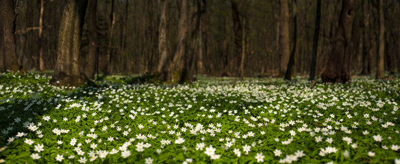 Panoramic photo of Anemone nemorosa flower in the forest in the sunny day. Wood anemone, windflower, thimbleweed.