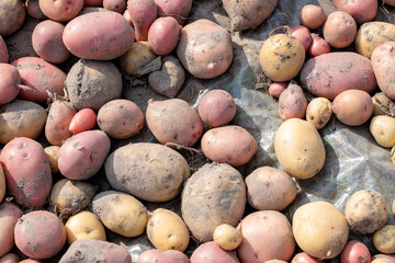 Freshly dug potatoes in a farm field on the ground close-up in the concept of growing food