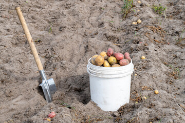 white bucket with dug out unwashed potatoes. High quality photo