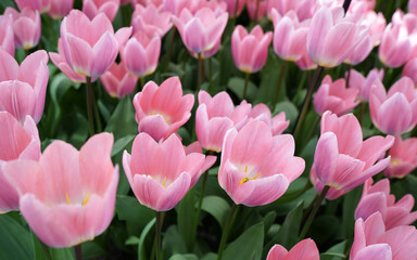 Obraz premium Lovely pink darwin hybrid tulip called 'Light and Dreamy' 