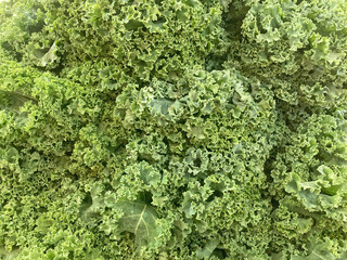 A bunch of fresh green kale leaves
