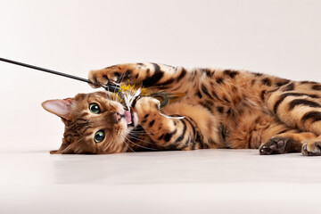 spotted bengal cat on a beige background. funny pet playing with toy 