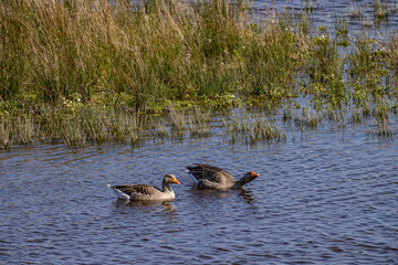 RSPB Portmore Lough wildlife