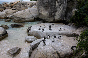 Pinguini