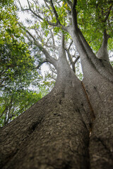 Naklejka premium Albero