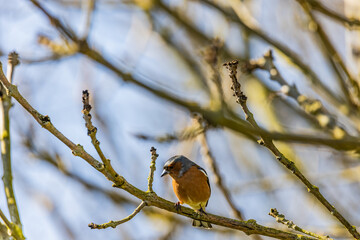 RSPB Portmore Lough wildlife