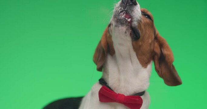 elegant little beagle puppy with red bowtie being gentleman, sticking out tongue and licking plexiglass on green background