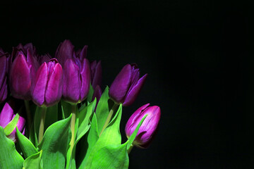 purple tulips on black background